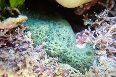 Haliclona caerulea