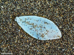 Synapturichthys kleinii