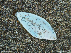 Synapturichthys kleinii