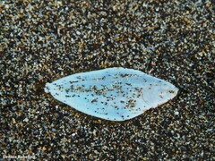 Synapturichthys kleinii