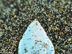 Synapturichthys kleinii