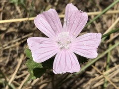 Malva hispanica