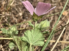 Malva hispanica