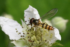 Meliscaeva cinctella