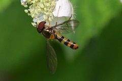 Meliscaeva cinctella