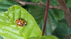 Harmonia axyridis