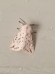 Spilosoma lubricipeda