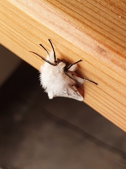 Spilosoma lubricipeda