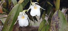 Trichopilia fragrans