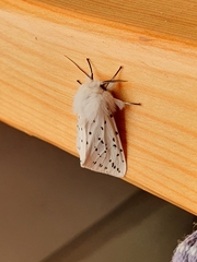 Spilosoma lubricipeda