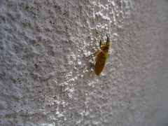 Lixus pulverulentus