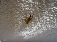 Lixus pulverulentus