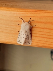 Spilosoma lubricipeda