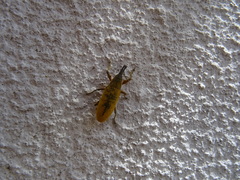 Lixus pulverulentus