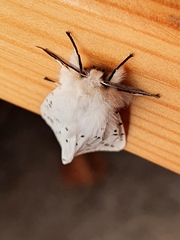 Spilosoma lubricipeda