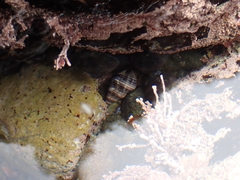 Barbarofusus kobelti