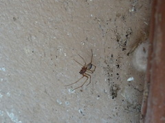 Steatoda grossa