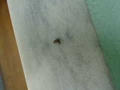 Clogmia albipunctata