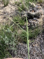 Elymus lanceolatus