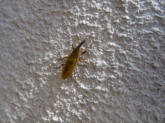 Lixus pulverulentus