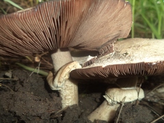 Agaricus