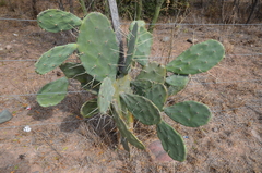 Opuntia quimilo