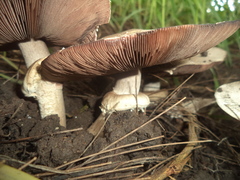 Agaricus
