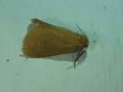 Bijugis bombycella