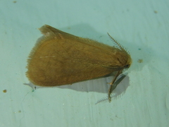 Bijugis bombycella