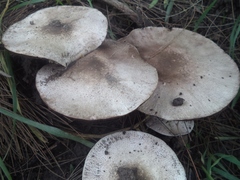 Agaricus