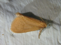 Bijugis bombycella