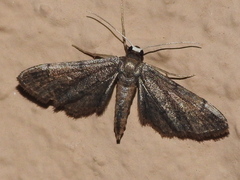 Protoproutia laredoata
