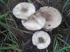 Agaricus