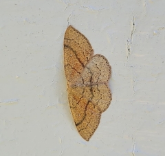 Cyclophora dataria
