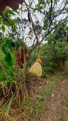 Mucuna urens