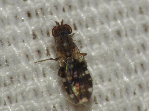 Trixoscelis ornata