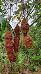 Mucuna urens