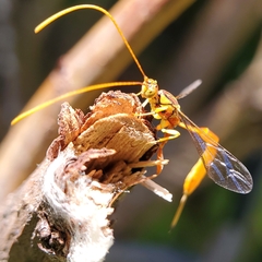 Labeninae