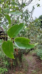Mucuna urens