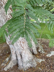 Peltophorum