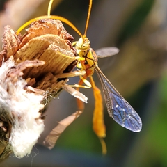 Labeninae