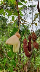 Mucuna urens