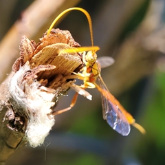 Labeninae