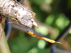 Labeninae