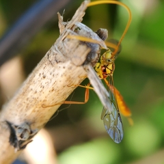 Labeninae