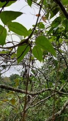 Mucuna urens