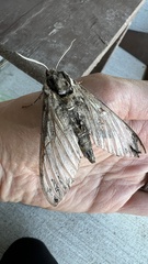Ceratomia undulosa
