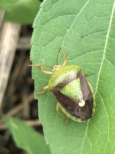 Edessa bifida photo 3