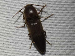 Orthostethus infuscatus