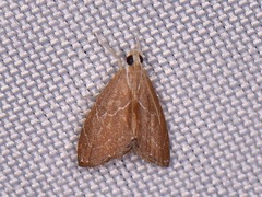Glaphyria peremptalis